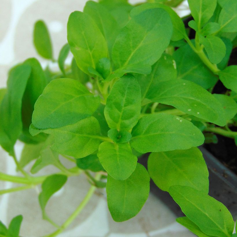 Mentha pulegium (Foliage)