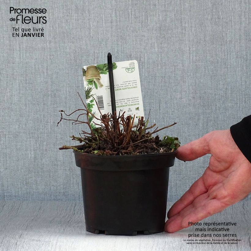 Menthe chocolat - Mentha x piperita schocominzev Pot de 1.5L/2L sample as delivered in winter