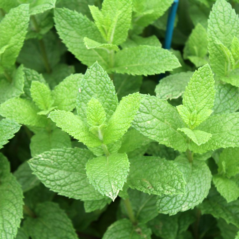 Organic Mentha spicata Nannah (Foliage)