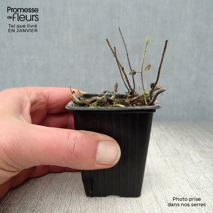 Menthe suave BIO - Mentha suaveolens Godet de 8 cm sample as delivered in winter