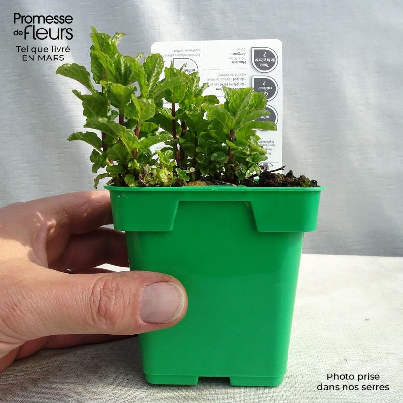 Menthe verte Hollywood - Mentha spicata Pot de 10 cm/11cm sample as delivered in winter