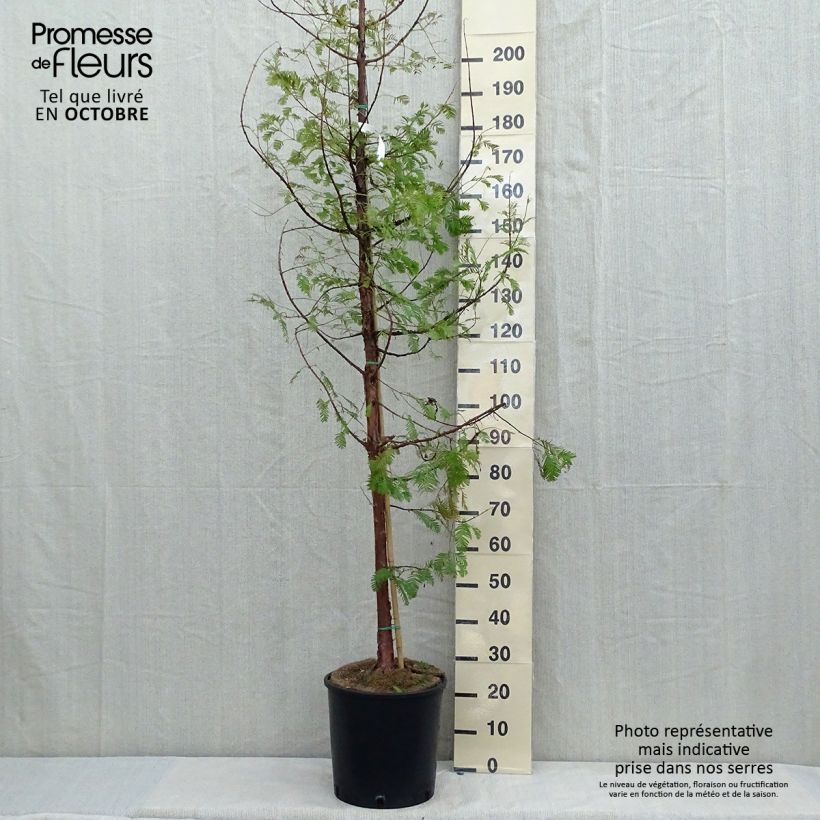 Metasequoia glyptostroboides en pot de 18/20L sample as delivered in autumn