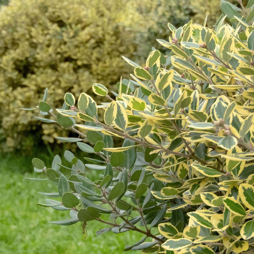 Metrosideros excelsa Aurea (Foliage)