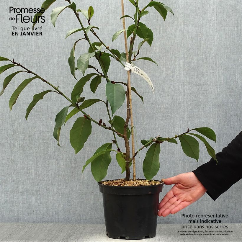 Michelia (x) foggii Allspice - Michelia hybride Pot de 5L sample as delivered in winter