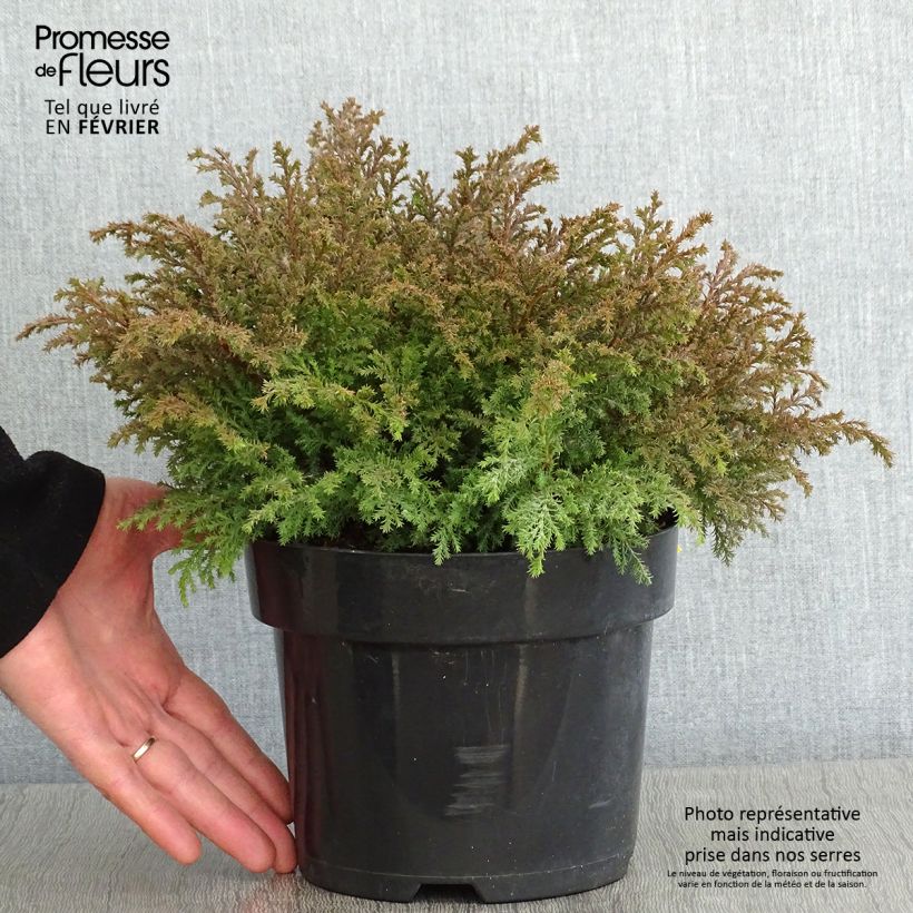 Microbiota decussata Fuzzball en pot de 2l/3l sample as delivered in winter