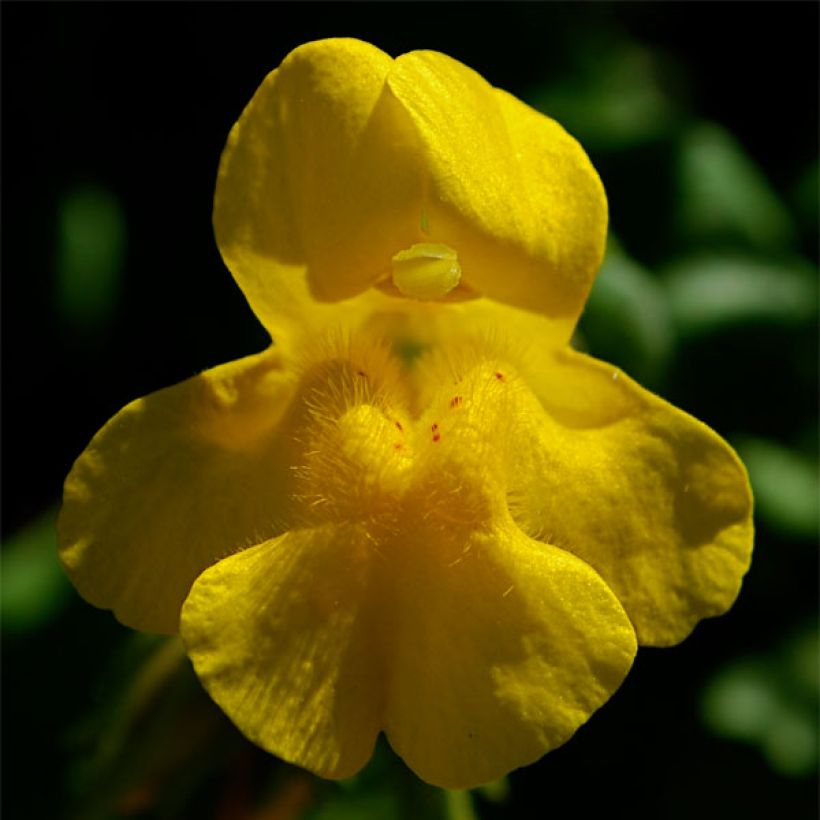 Mimulus tilingii (Flowering)