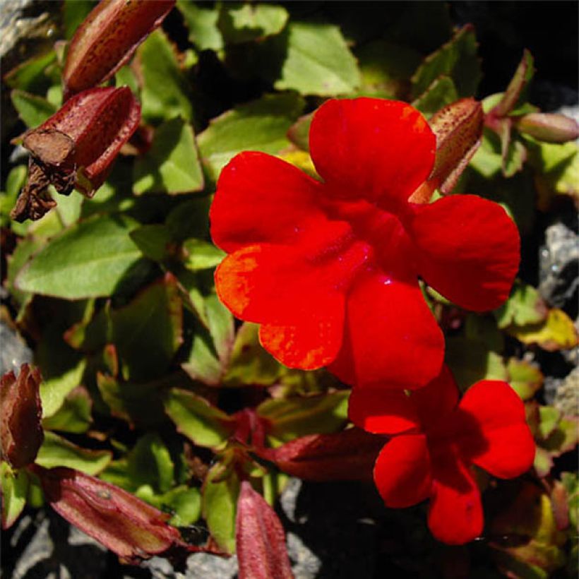 Mimulus cupreus Roter Kaiser (Flowering)