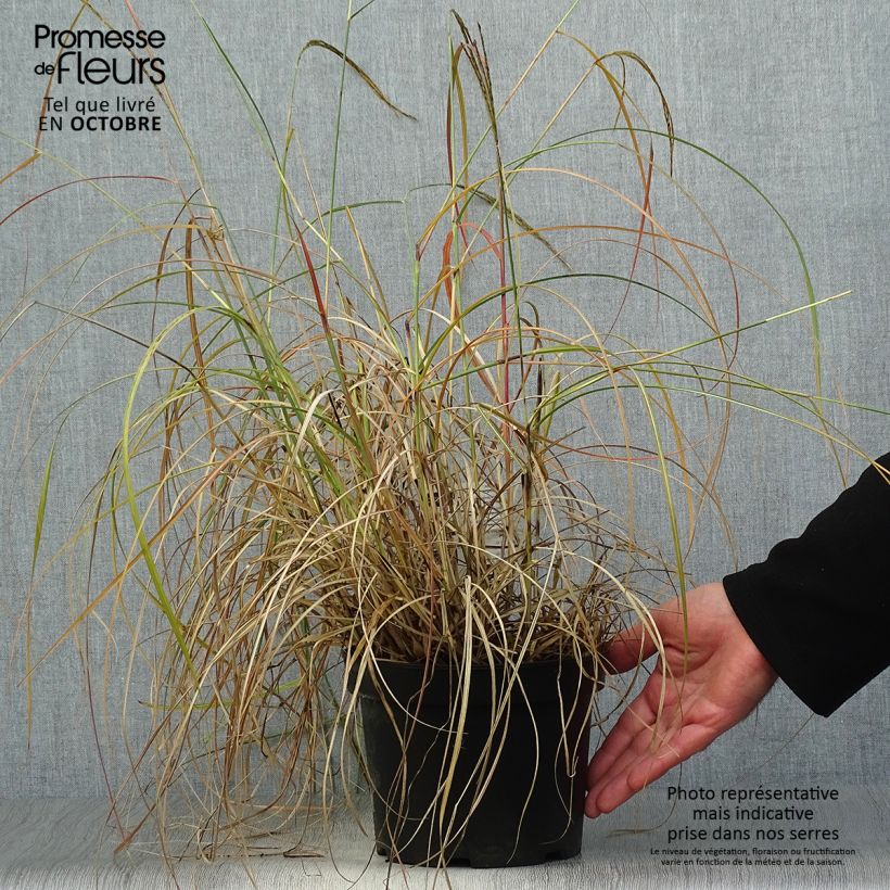 Miscanthus sinensis Adagio - Roseau de Chine en pot de 2/3 litres sample as delivered in autumn