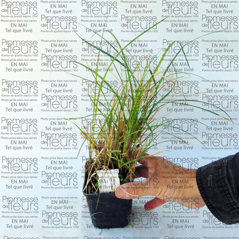 Example of Miscanthus sinensis Arabesque - Roseau de Chine. Godet de 9cm specimen as delivered