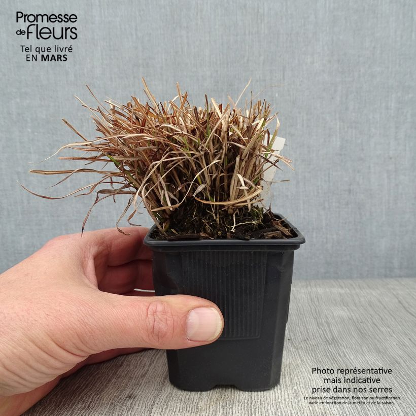 Miscanthus sinensis Cute One - Roseau de Chine nain. Godet de 8/9 cm sample as delivered in winter