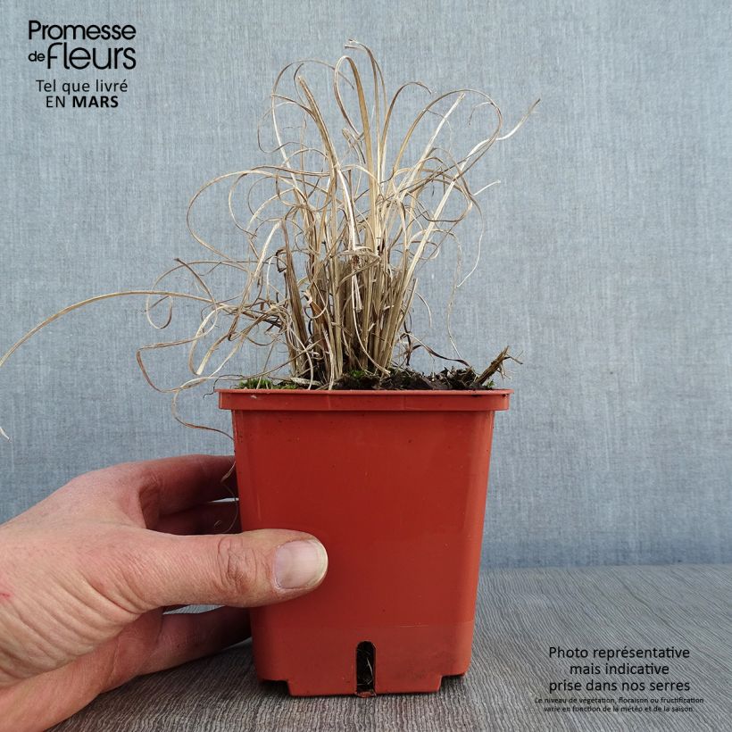 Miscanthus sinensis Cute One - Roseau de Chine nain pot de 1L/1.5L sample as delivered in winter