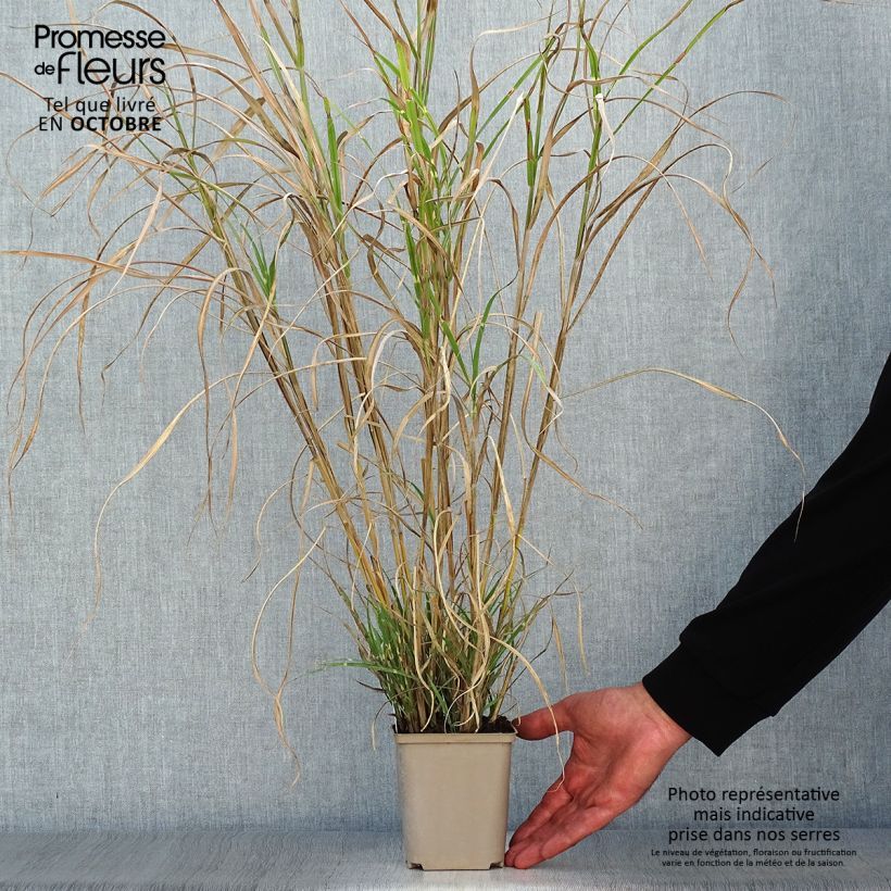 Miscanthus sinensis Etincelle - Roseau de Chine Godet de 9cm sample as delivered in autumn