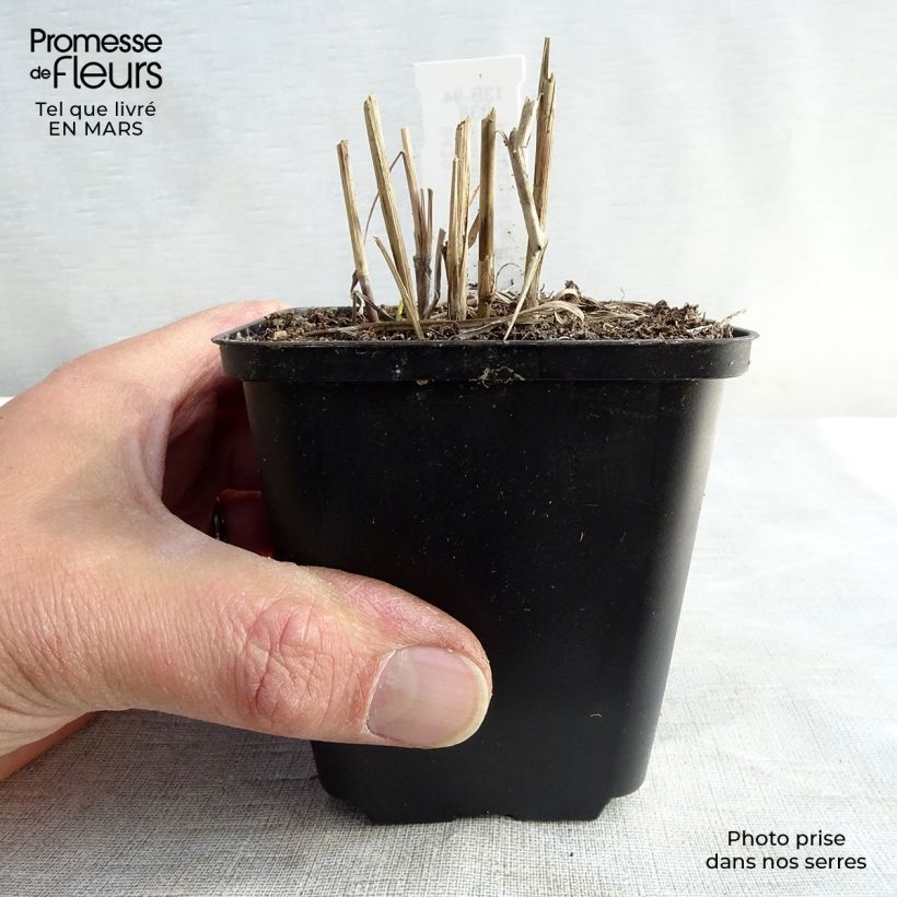 Miscanthus sinensis Ferner Osten - Silvergrass 8/9 cm pot sample as delivered in spring