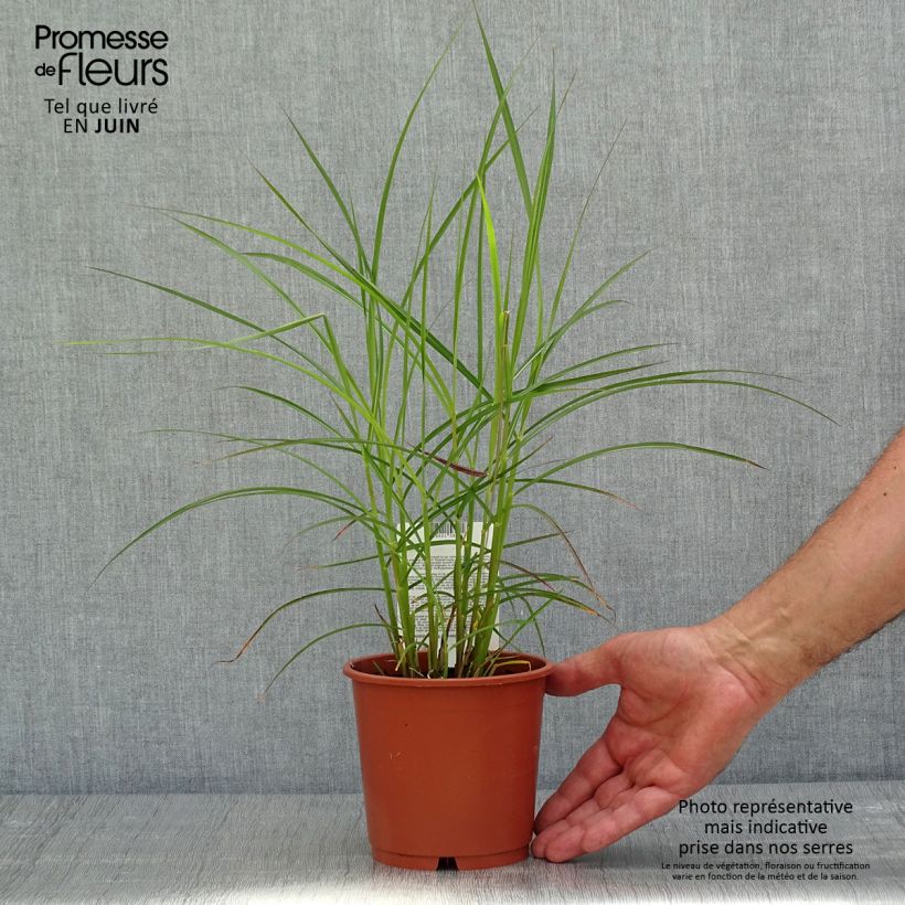 Miscanthus sinensis Ferner Osten - Silvergrass 1L/1.5L pot sample as delivered in spring