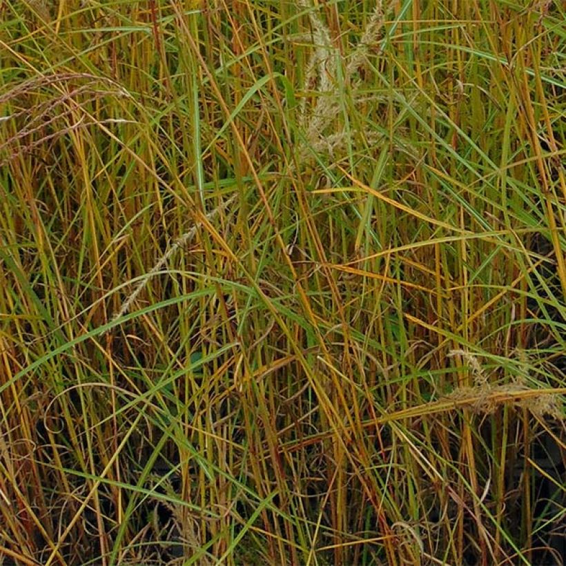 Miscanthus sinensis Flamingo - Silvergrass (Foliage)