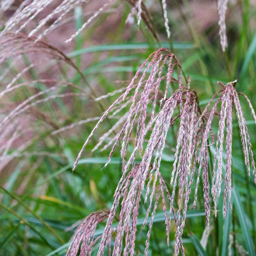 Miscanthus sinensis Flamingo - Silvergrass (Flowering)