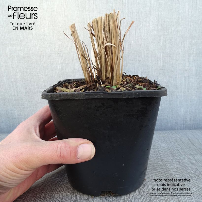 Miscanthus sinensis Gold Bar - Roseau de Chine pot de 2L/3L sample as delivered in winter