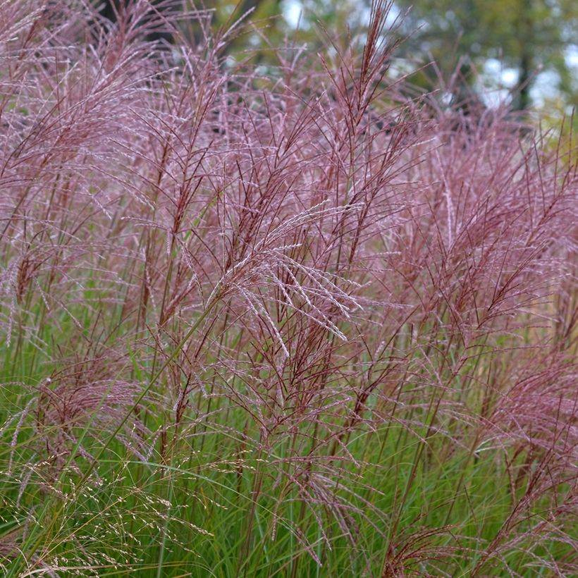 Miscanthus sinensis Gracillimus - Silvergrass (Flowering)