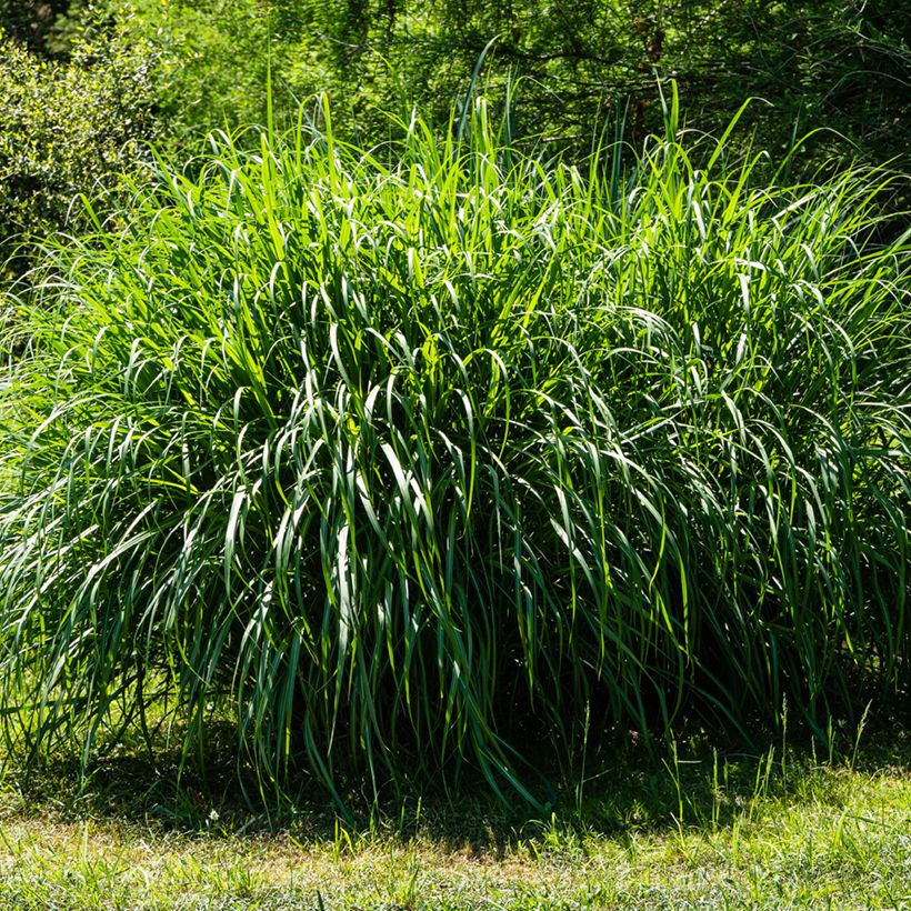 Miscanthus sinensis Gracillimus - Silvergrass (Plant habit)