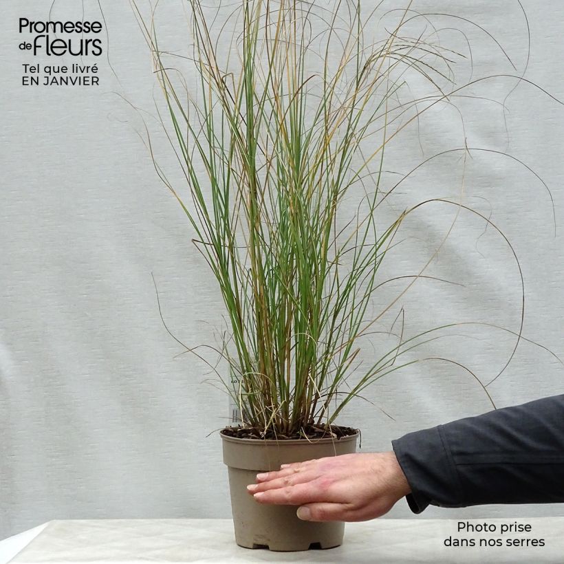 Miscanthus sinensis Gracillimus en pot de 2L3L sample as delivered in winter