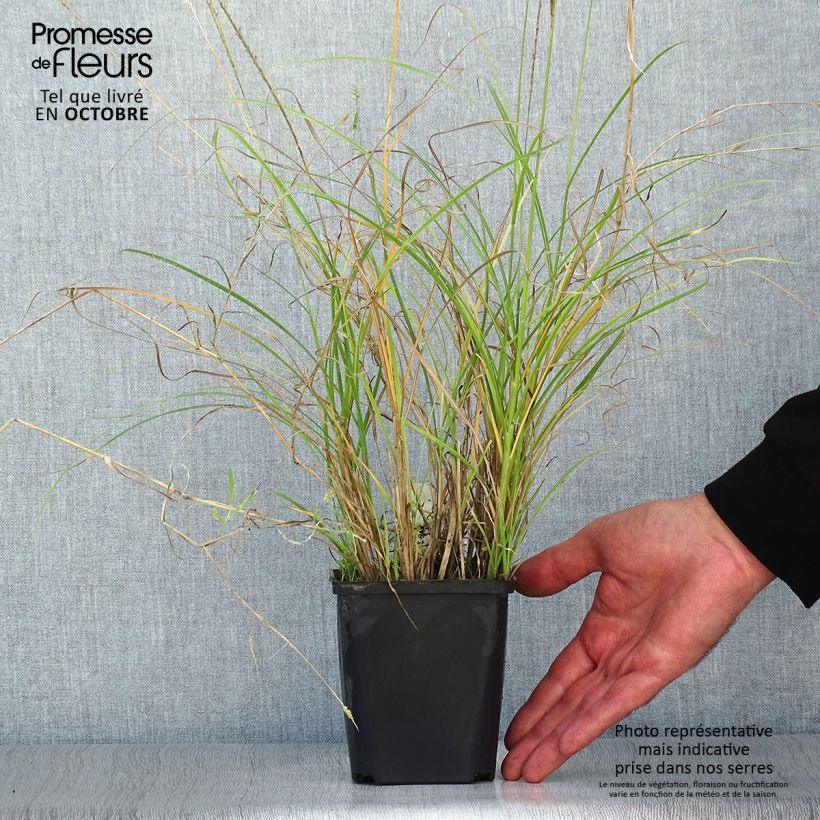 Miscanthus sinensis Kleine Silberspinne - godet de 9cm sample as delivered in autumn