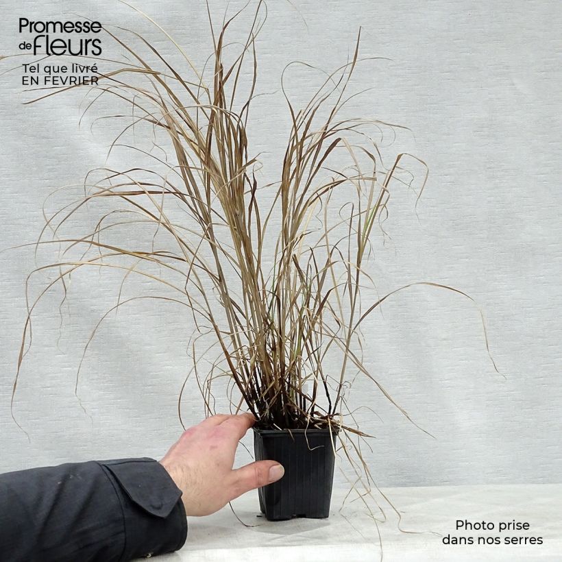 Miscanthus sinensis Little Zebra - Roseau de Chine panaché en godet de 9 cm sample as delivered in winter