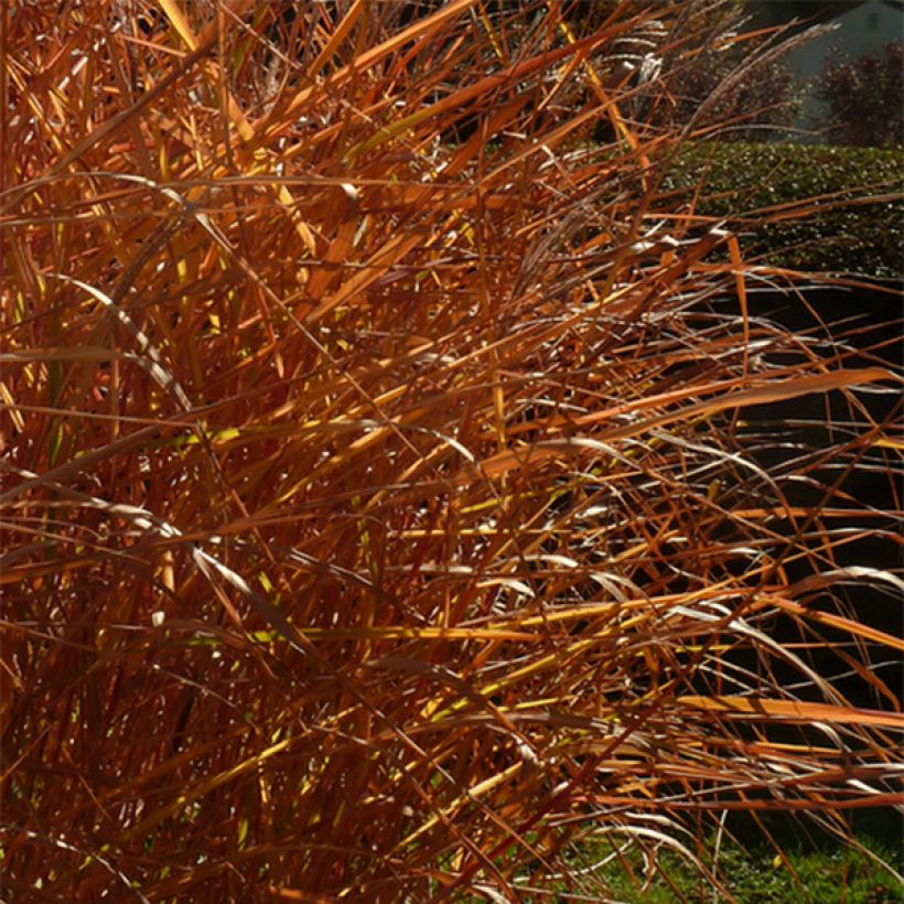 Miscanthus sinensis Purpurascens - Silvergrass (Foliage)