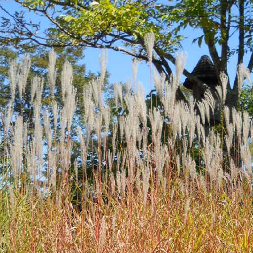 Miscanthus sinensis Purpurascens - Silvergrass (Flowering)