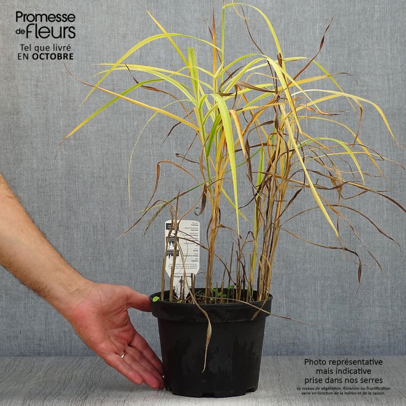 Miscanthus sinensis Purpurascens, Eulalie en pot de 2/3 litres sample as delivered in autumn