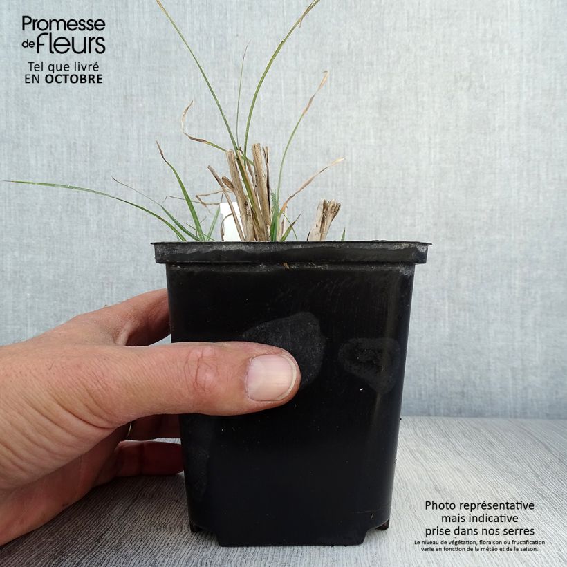 Miscanthus sinensis Rotsilber - Roseau de Chine Godet de 9cm sample as delivered in autumn