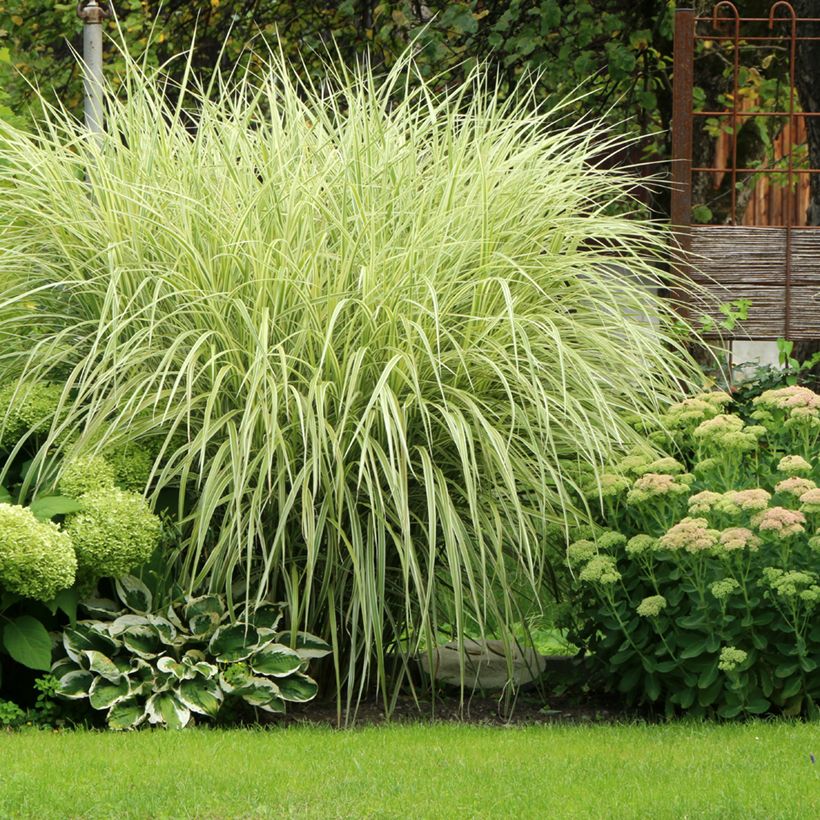 Miscanthus sinensis Variegatus (Plant habit)