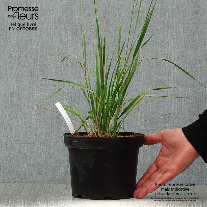 Molinia arundinacea Karl Foerster - Molinie Pot de 2L/3L sample as delivered in autumn