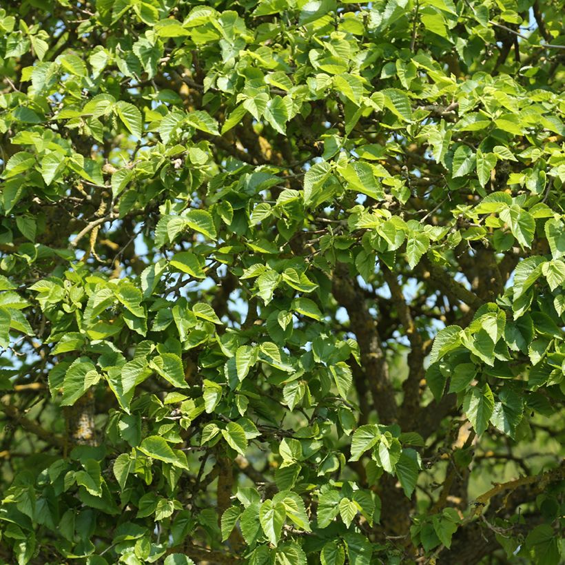 Morus alba Nana - White Mulberry (Foliage)