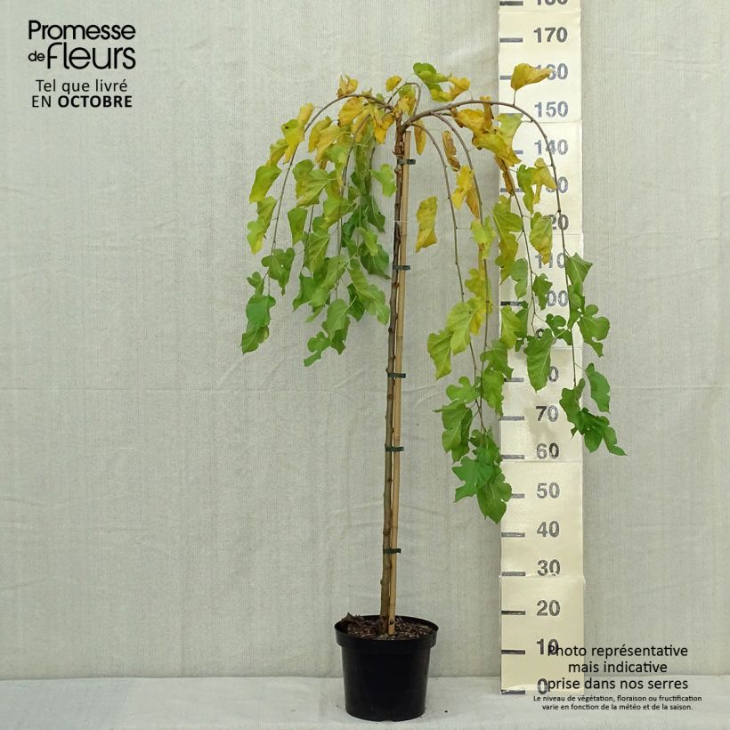 Morus alba Pendula - Mûrier blanc pleureur Pot de 7.5L Tige sample as delivered in autumn