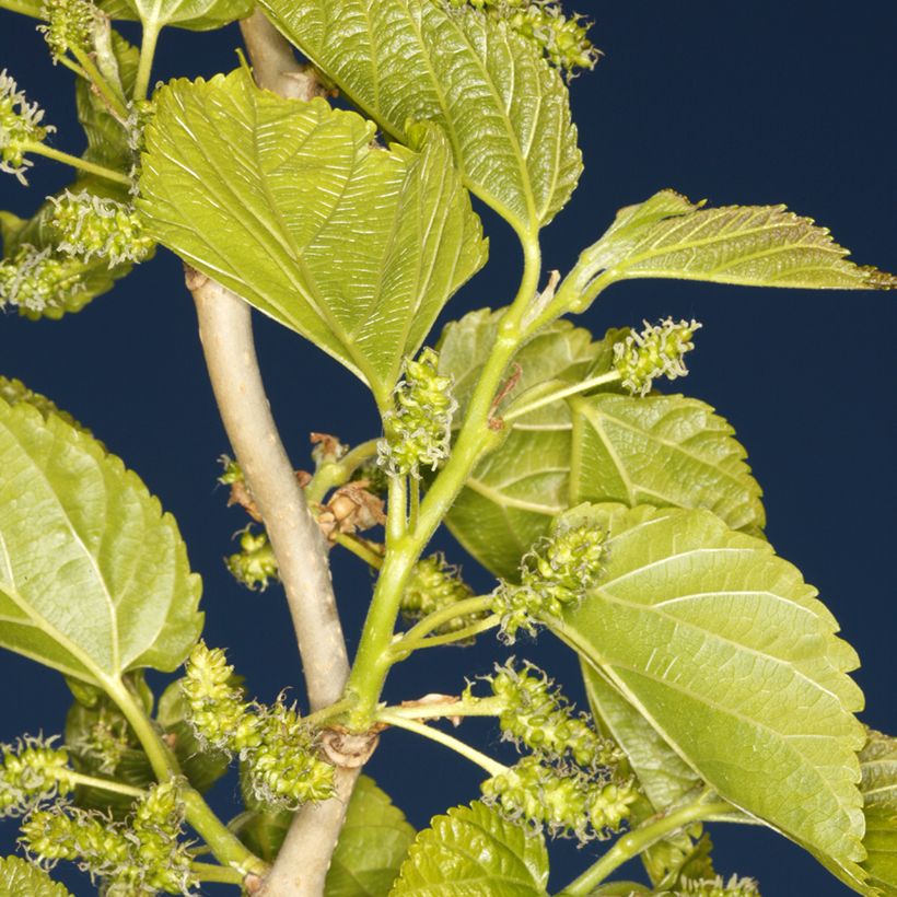 Morus latifolia Spirata (Foliage)