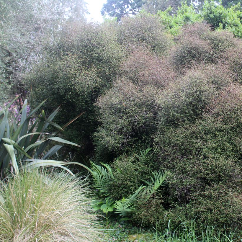 Muehlenbeckia astonii (Plant habit)