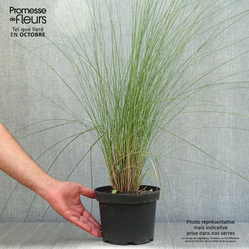 Muhlenbergia capillaris en pot de 2/3 litres sample as delivered in autumn