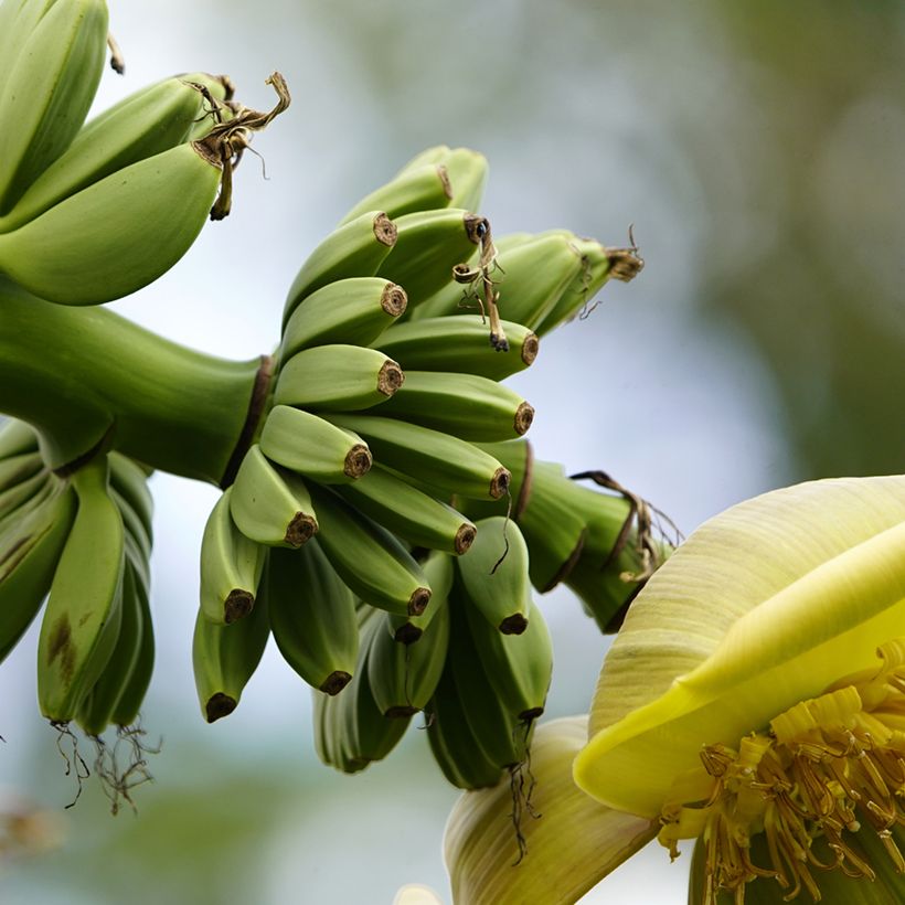 Musa basjoo - Hardy Banana (Harvest)