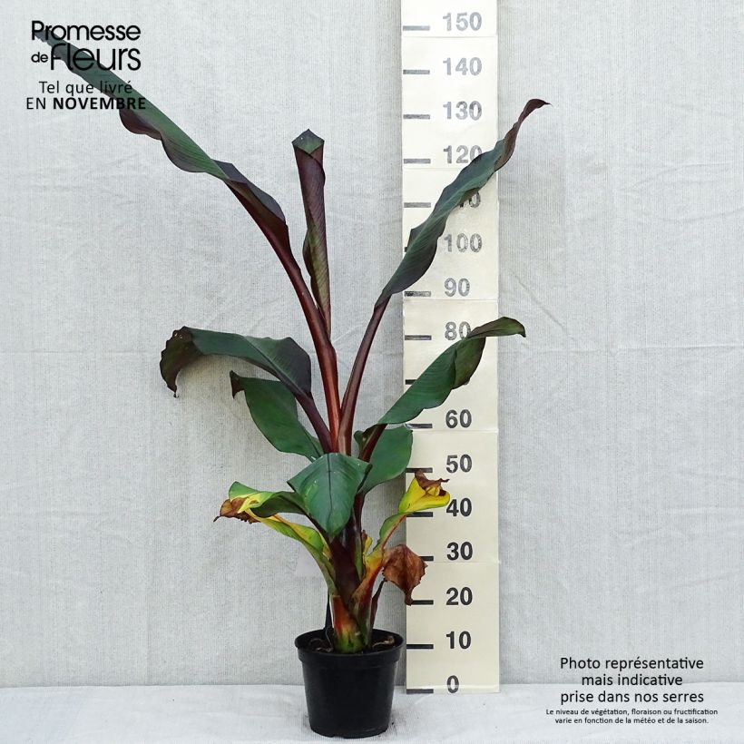 Ensete ventricosum Maurelii - Bananier rouge d'Abyssinie en pot de 7,5L/10L sample as delivered in autumn