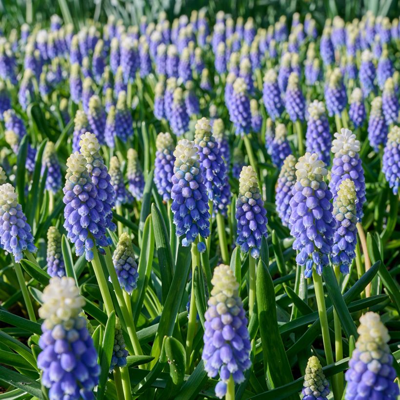 Muscari armeniacum Touch of Snow (Flowering)