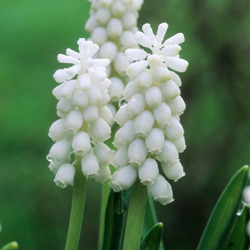 Muscari botryoides Album - Grape Hyacinth (Flowering)