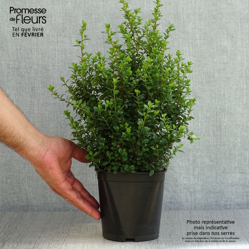 Myrsine africana - Buis africain Pot de 2L/3L sample as delivered in autumn