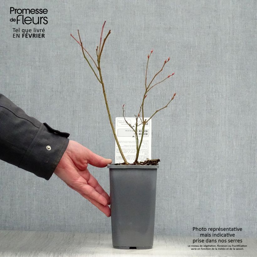 Myrtillier d’Amérique Patriot Bio en pot de 1.5L sample as delivered in winter