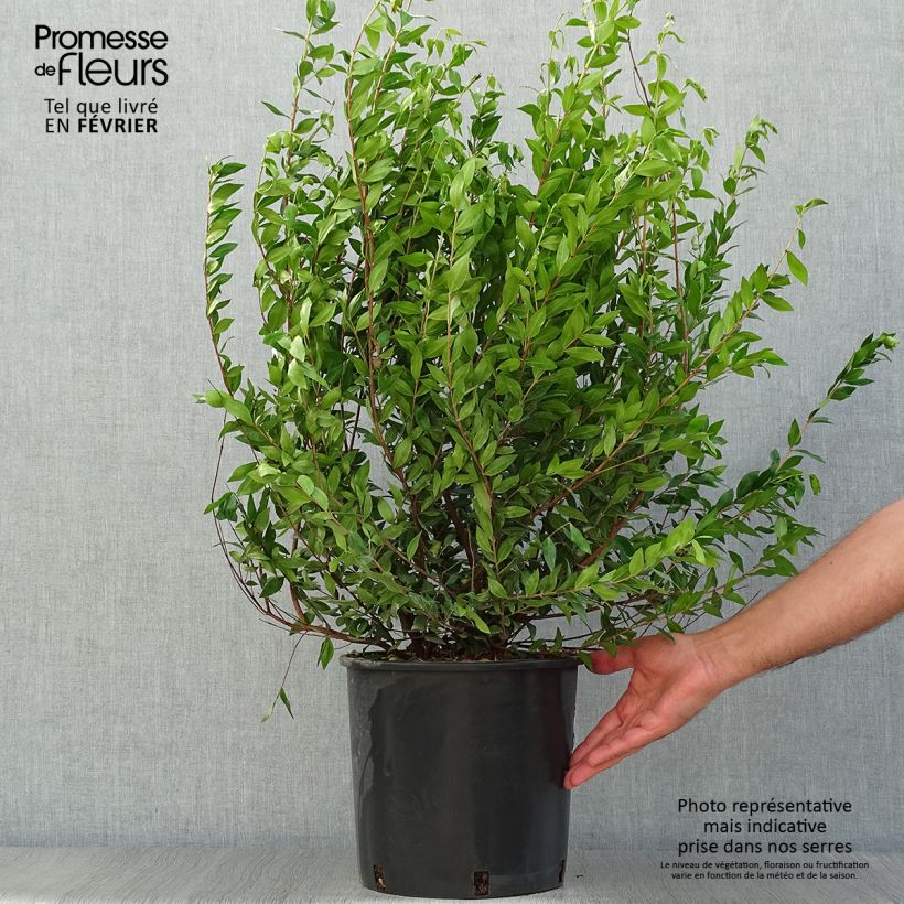 Myrtus communis - Myrte commun en pot de 7,5l/10l sample as delivered in autumn