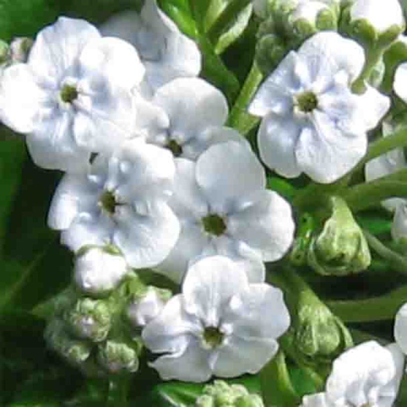 Myosotidium hortensia Alba (Flowering)