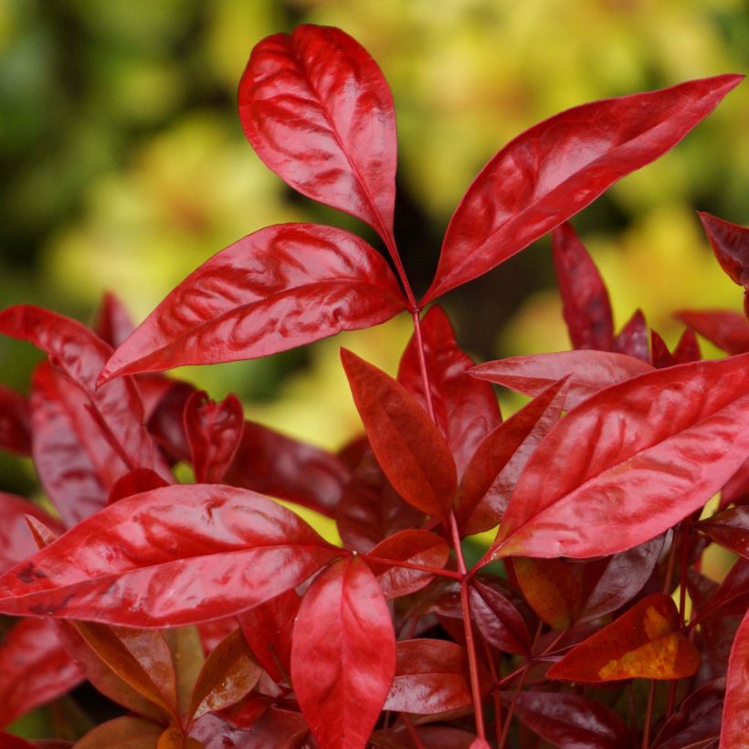 Nandina domestica Blush Pink Aka - Sacred Bamboo (Foliage)