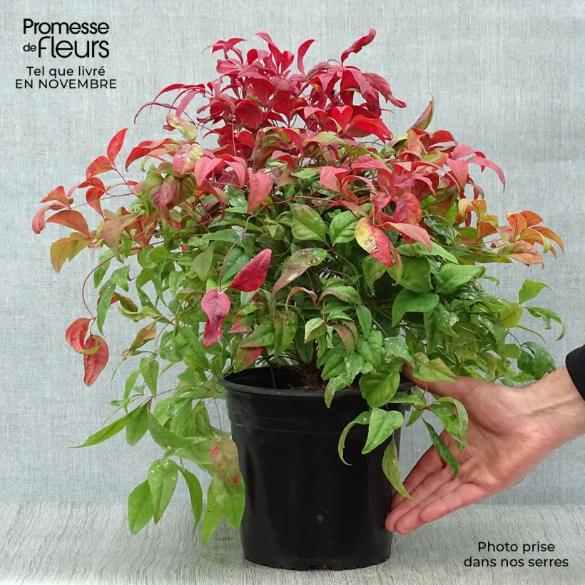 Nandina domestica Fire Power en pot de 4/5L sample as delivered in autumn