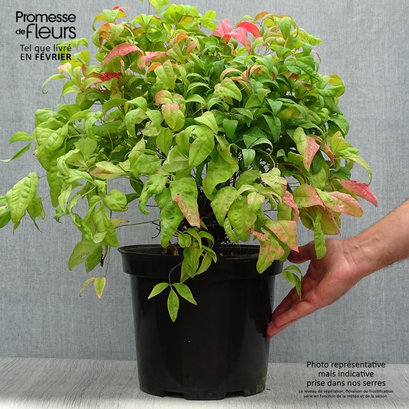 Nandina domestica Fire Power en pot de 7,5L/10L sample as delivered in autumn