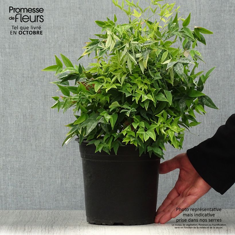 Nandina domestica Lemon Lime en pot de 4,5L - Bambou sacré sample as delivered in autumn