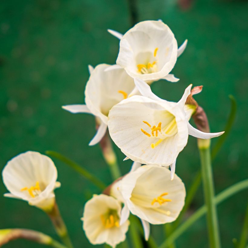 Narcissus Arctic Bells - Daffodil (Flowering)